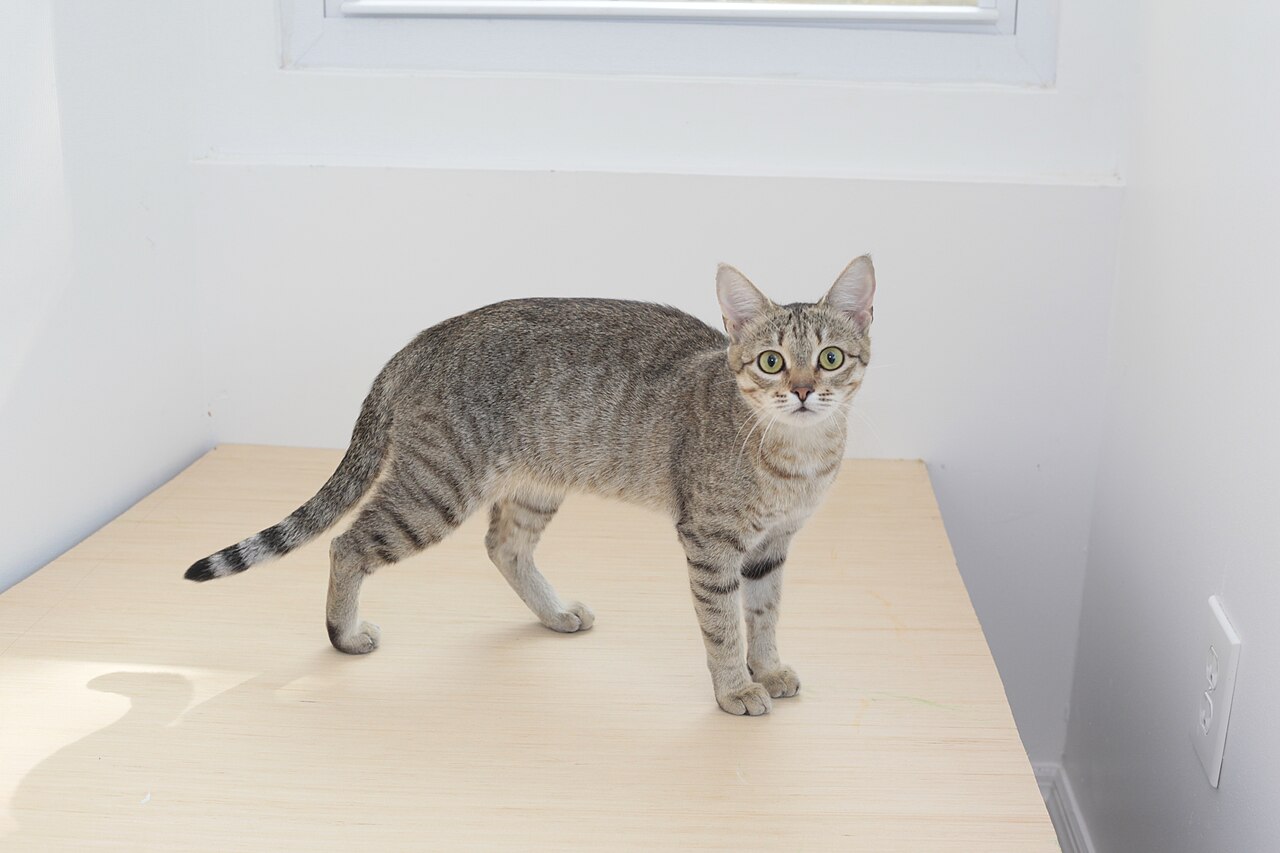 真实家猫全身照片