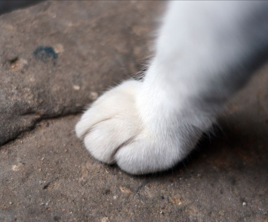 家猫爪印