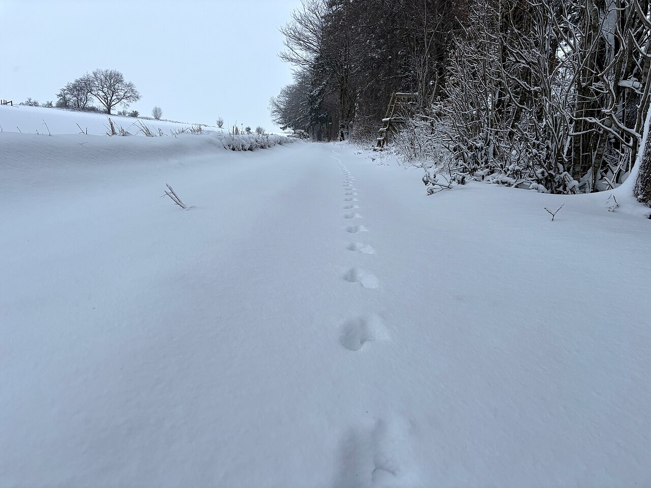 野兔爪印